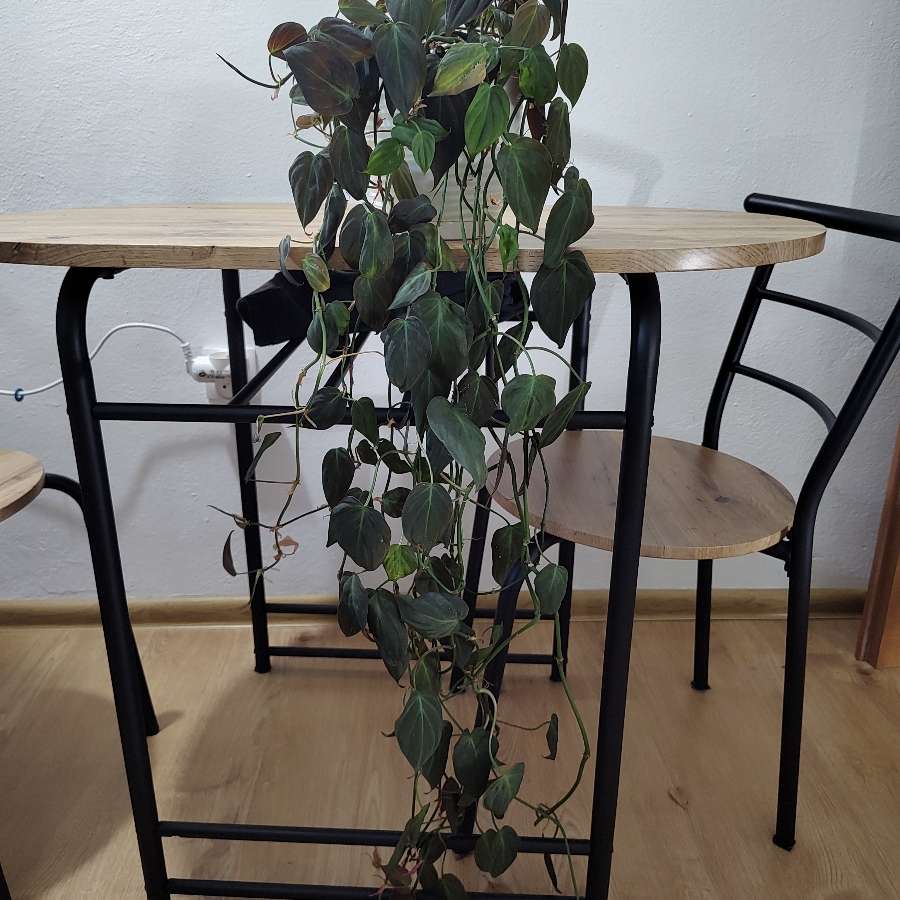 Philodendron micans