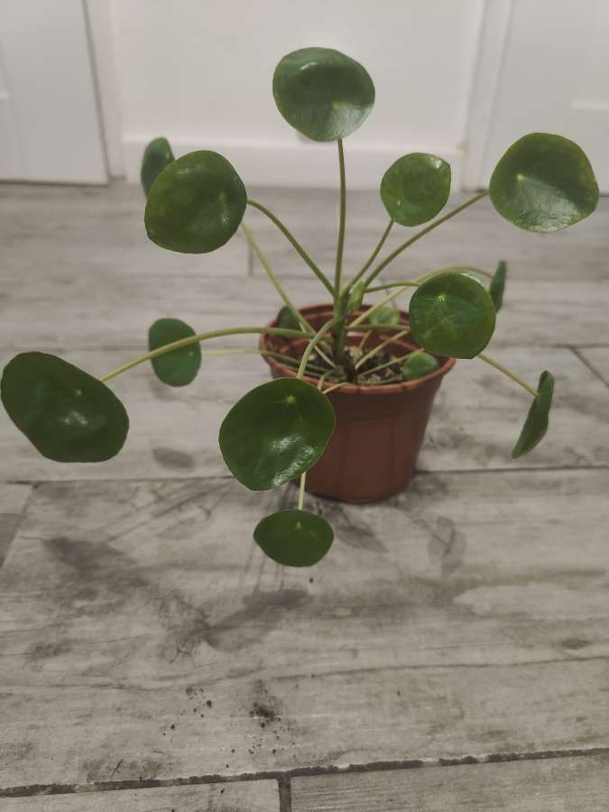Pilea pieniążek 2