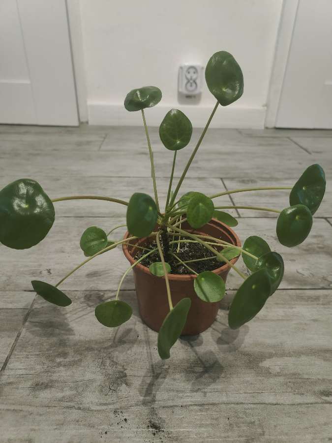 Pilea pieniążek 3