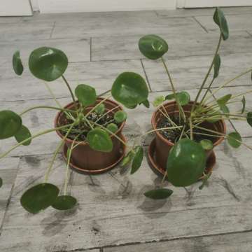 Pilea pieniążek