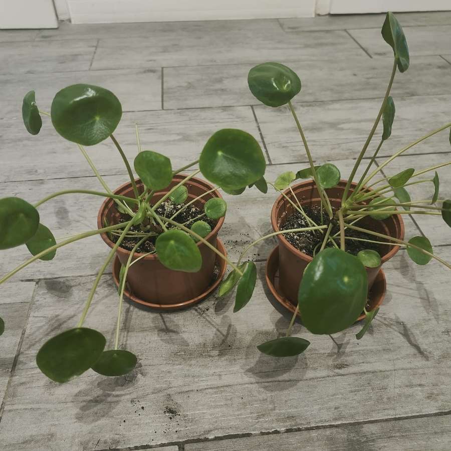 Pilea pieniążek