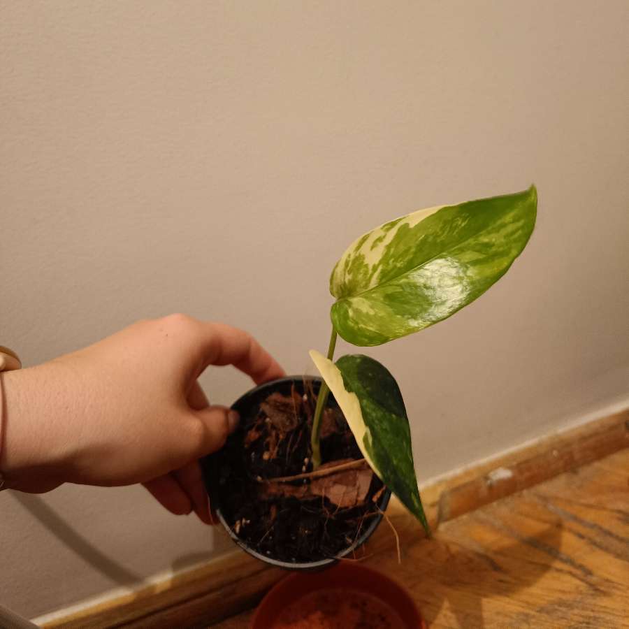 Epipremnum pinnatum variegata