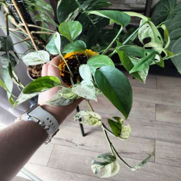 Epipremnum pinnatum variegata