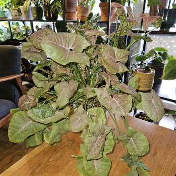 Syngonium 'Neon Robusta'