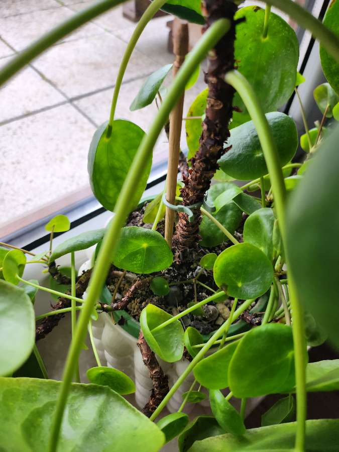 Pieniążek Pilea 2