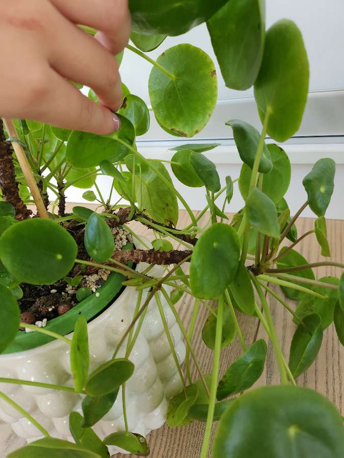Pieniążek Pilea 4