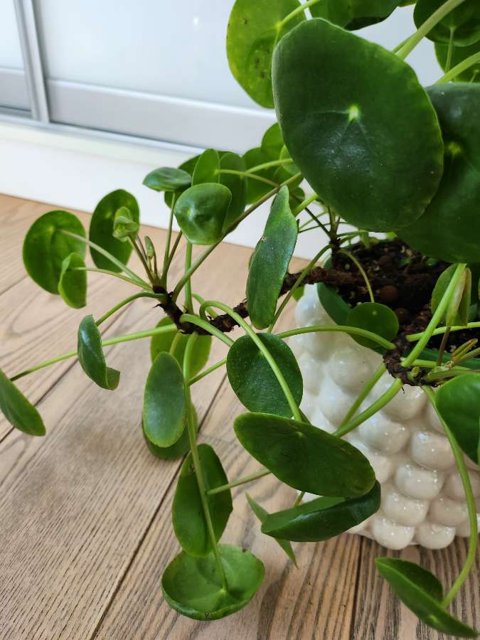 Pieniążek Pilea 3
