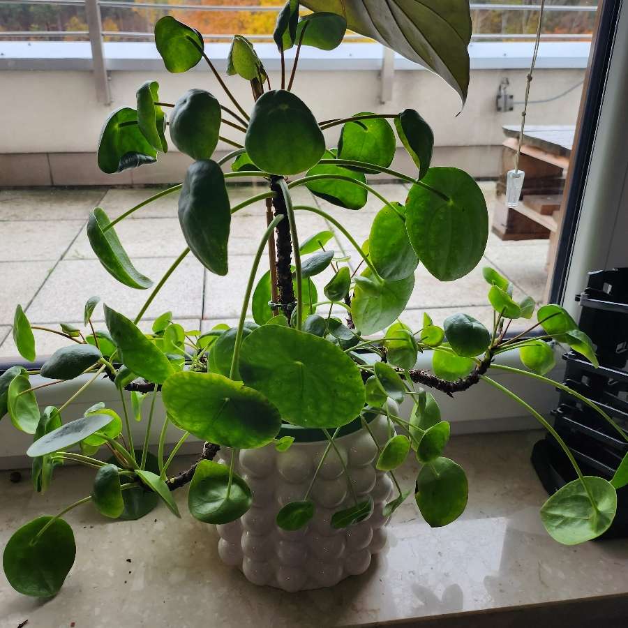 Pieniążek Pilea