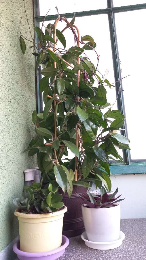 Hoya carnosa 2