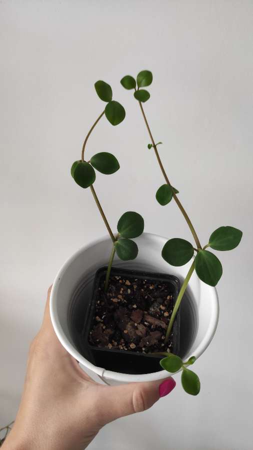 Peperomia Hope 2