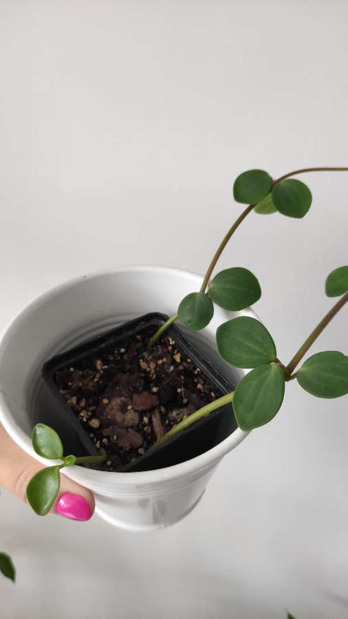 Peperomia Hope 4