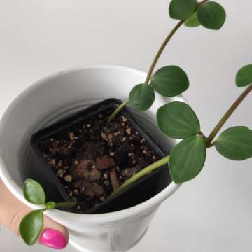 Peperomia Hope