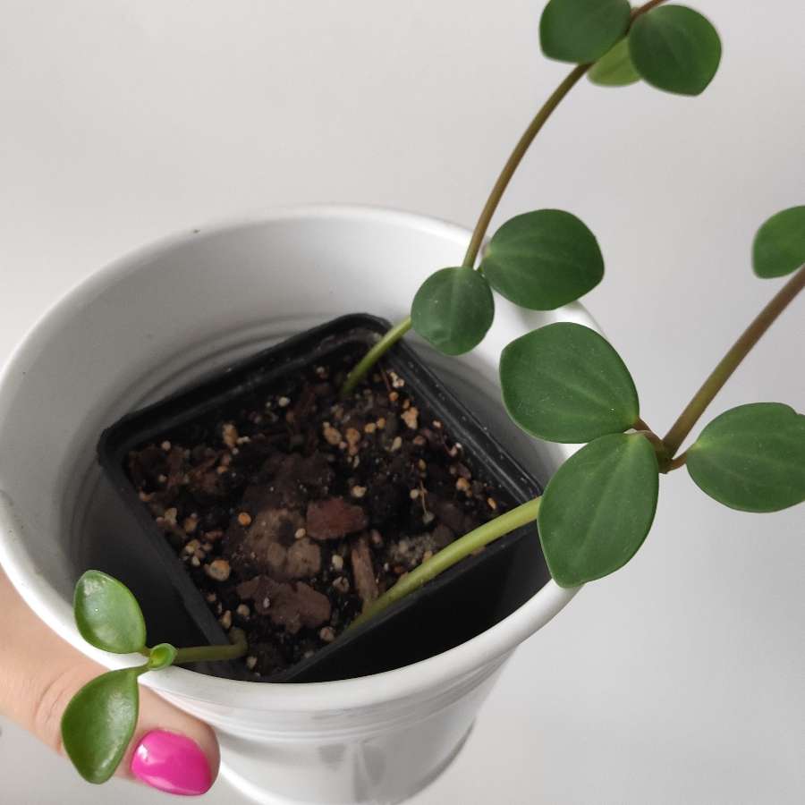 Peperomia Hope