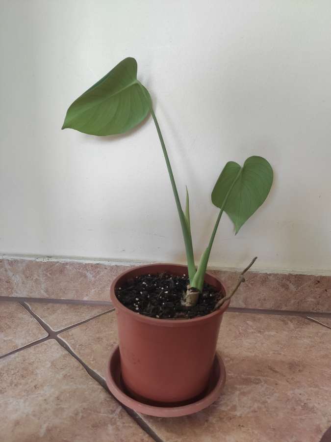 Monstera Deliciosa 2