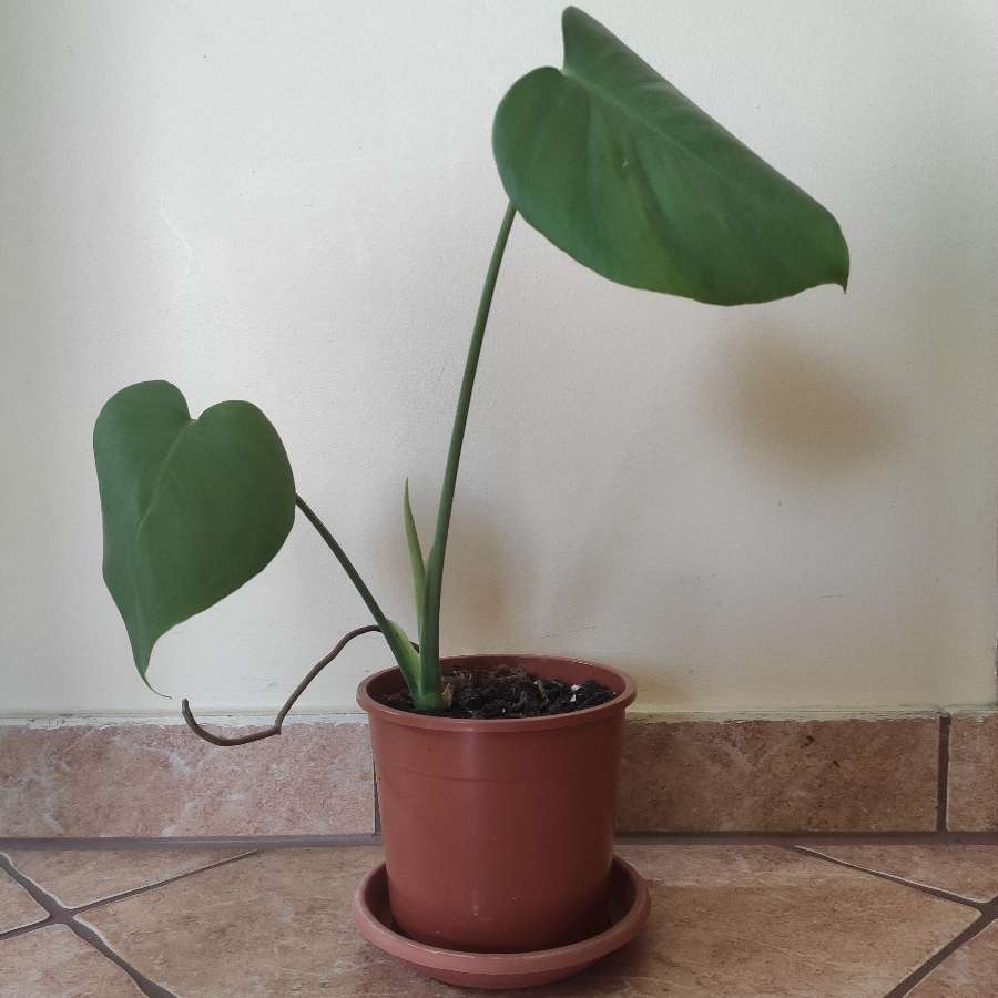 Monstera Deliciosa