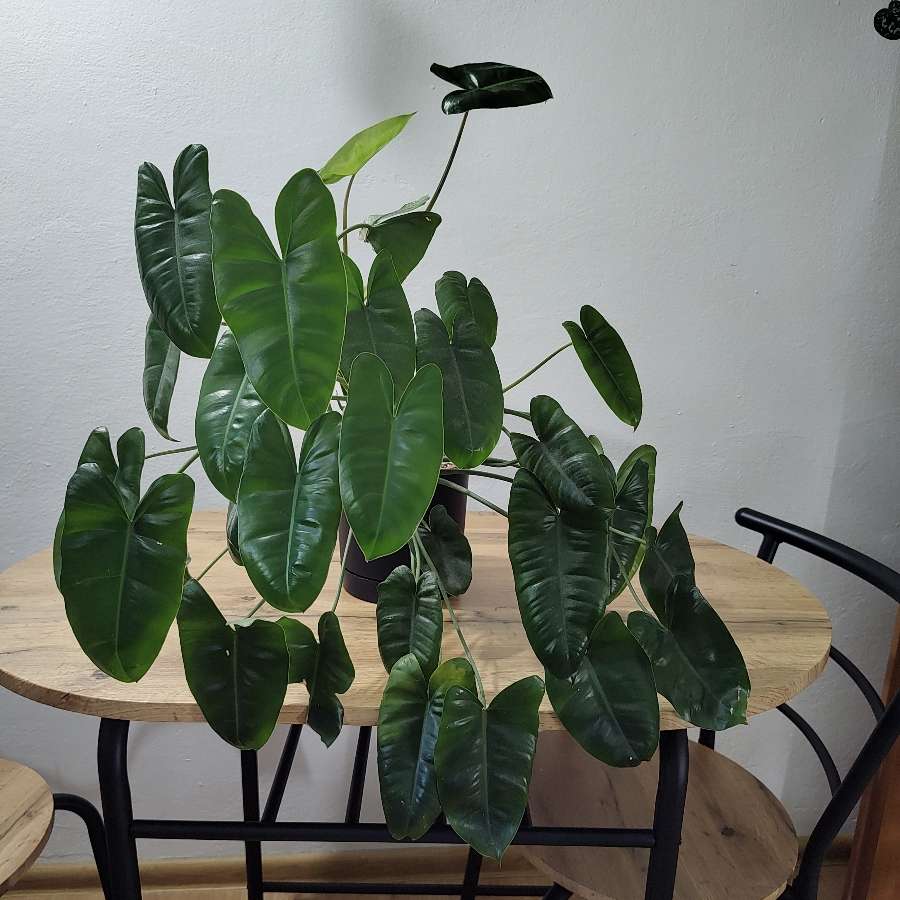 Philodendron burle marx