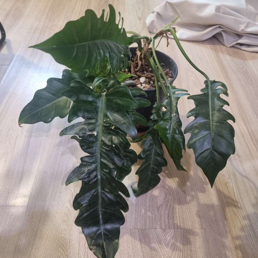 Philodendron "green crocodile"