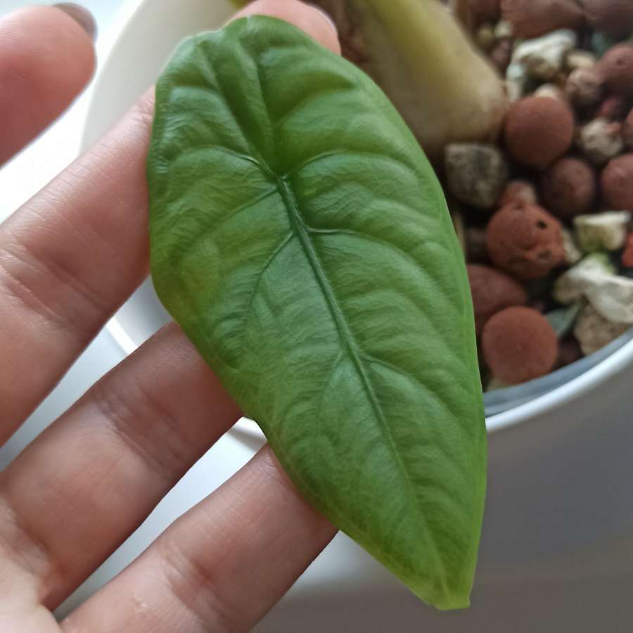 Alocasia Puncak Boreensis