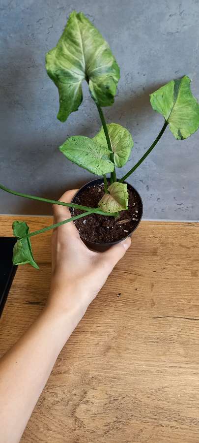 Syngonium grey ghost 4