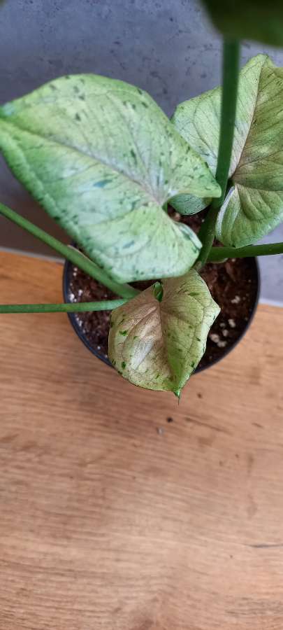 Syngonium grey ghost 3