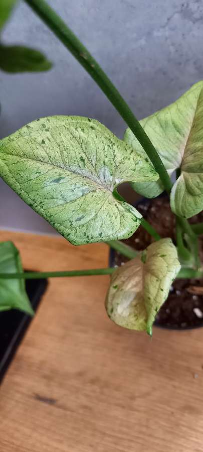 Syngonium grey ghost 2
