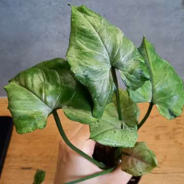 Syngonium grey ghost