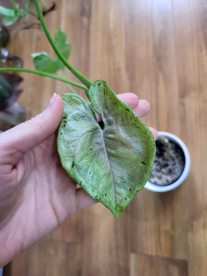 Syngonium Grey Ghost 2