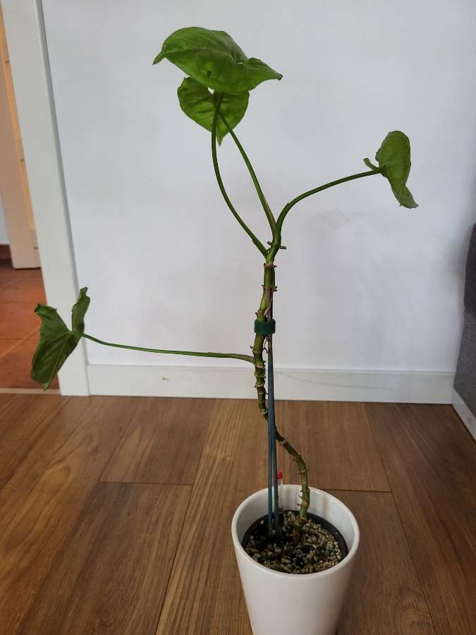 Syngonium Grey Ghost 3