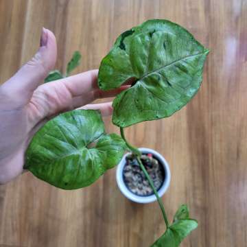 Syngonium Grey Ghost