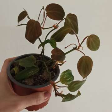 Philodendron micans