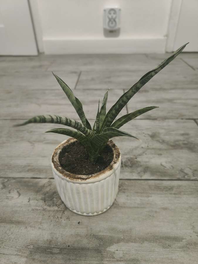 Sansevieria 2