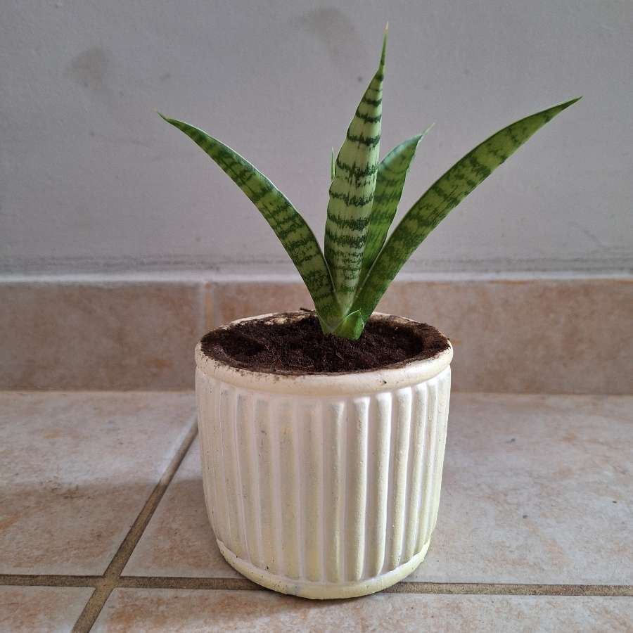 Sansevieria