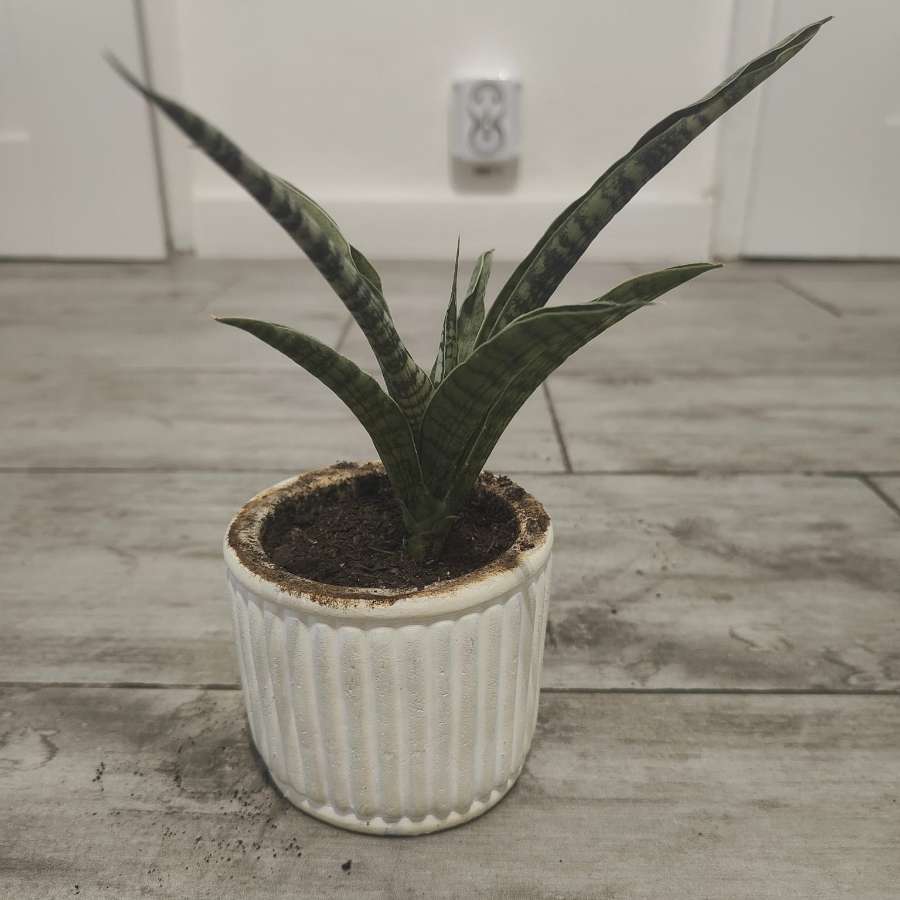 Sansevieria
