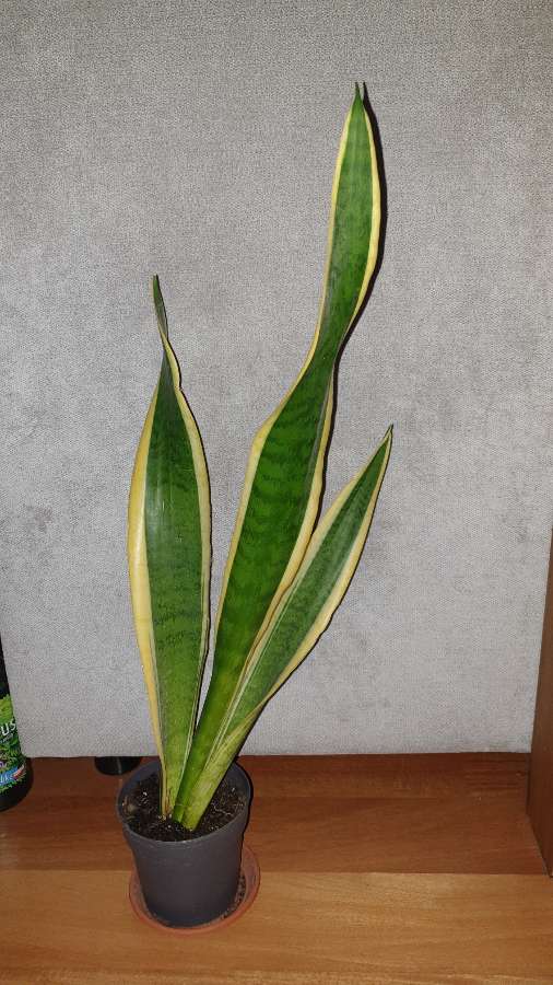 Duża sansewieria, wysokość 57cm, nr 4 2