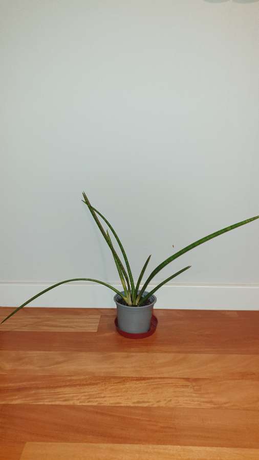 Duża sansewieria, wysokość 35cm 3