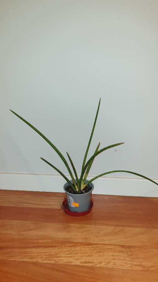 Duża sansewieria, wysokość 35cm 2