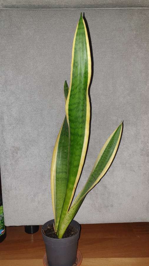Duża sansewieria, wysokość 57cm, nr 4 3