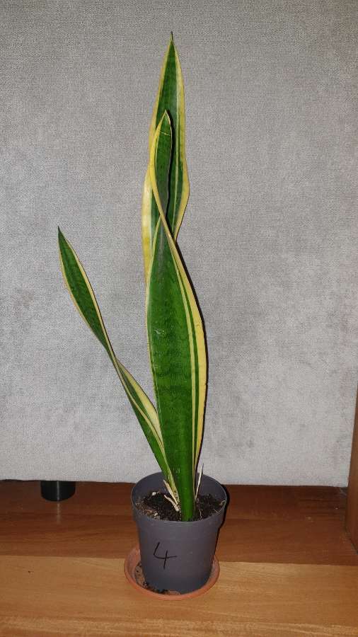 Duża sansewieria, wysokość 57cm, nr 4 4