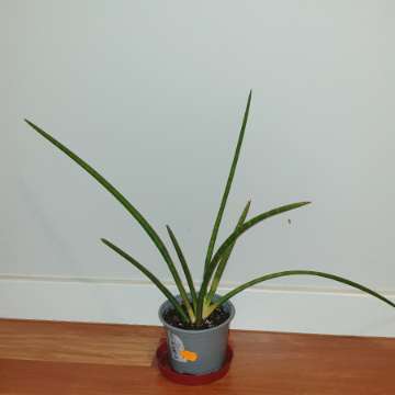 Duża sansewieria, wysokość 35cm