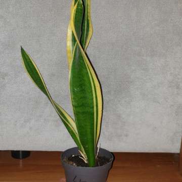 Duża sansewieria, wysokość 57cm, nr 4