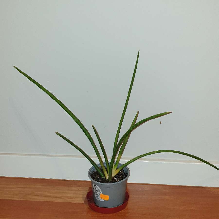 Duża sansewieria, wysokość 35cm