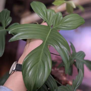 Philodendron Florida Ghost