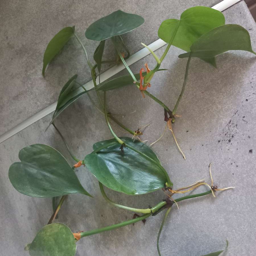 Philodendron brasil