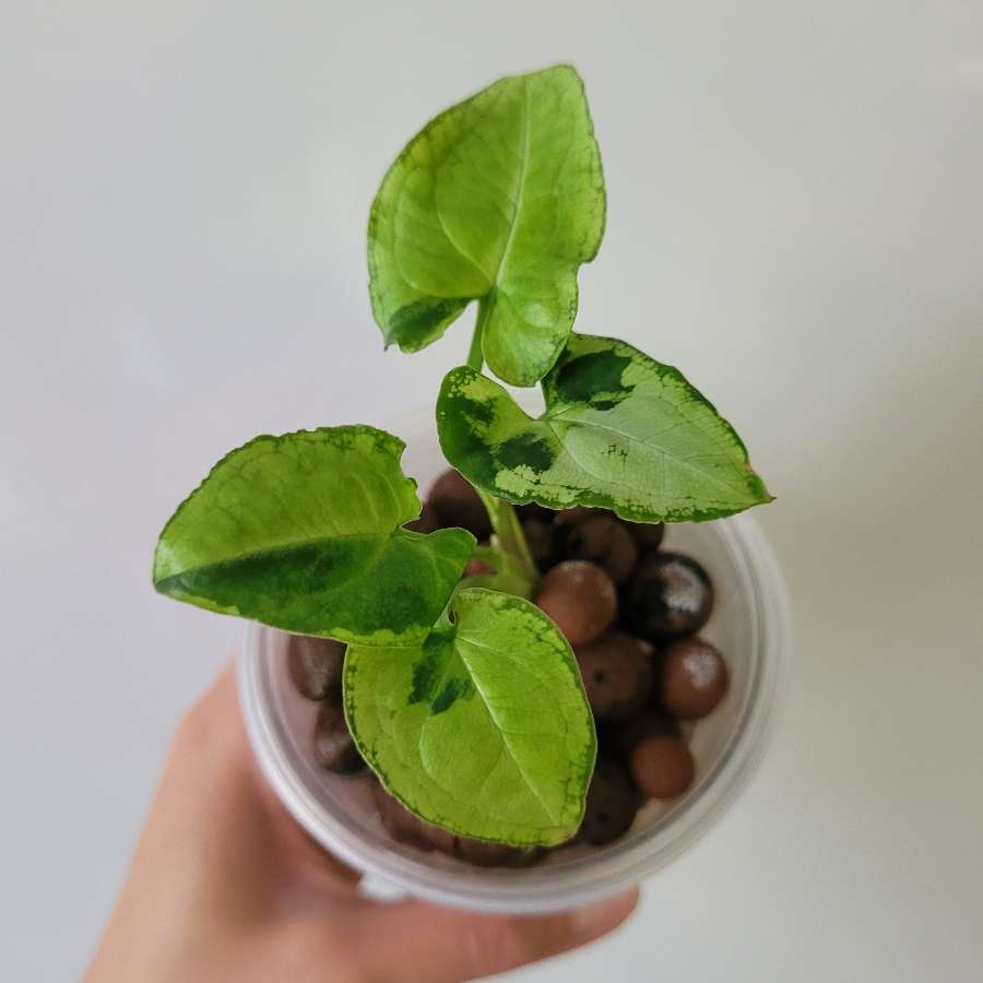 Syngonium three kings