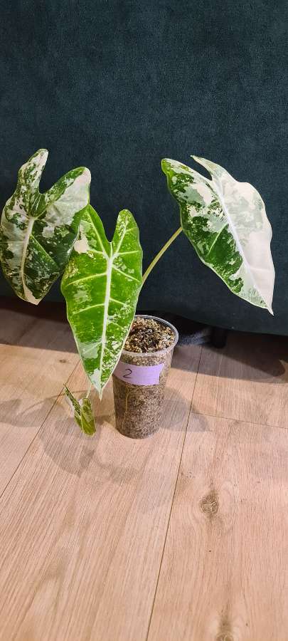 Alocasia micholitziana 'Frydek' variegata 2