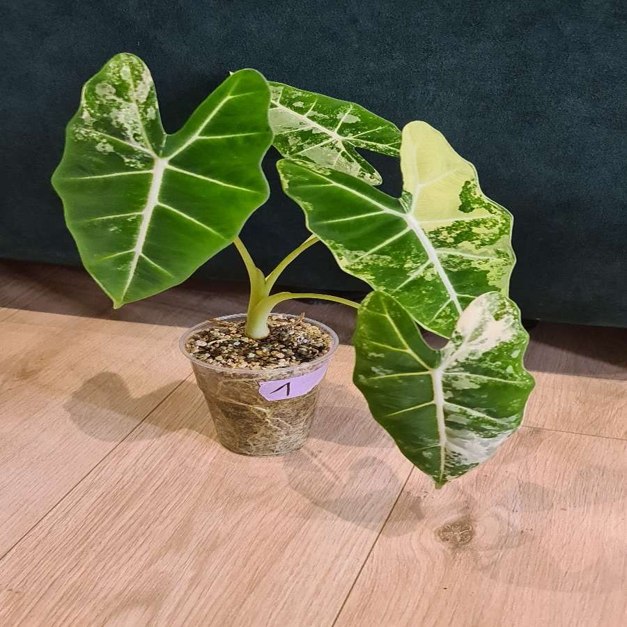 Alocasia micholitziana 'Frydek' variegata