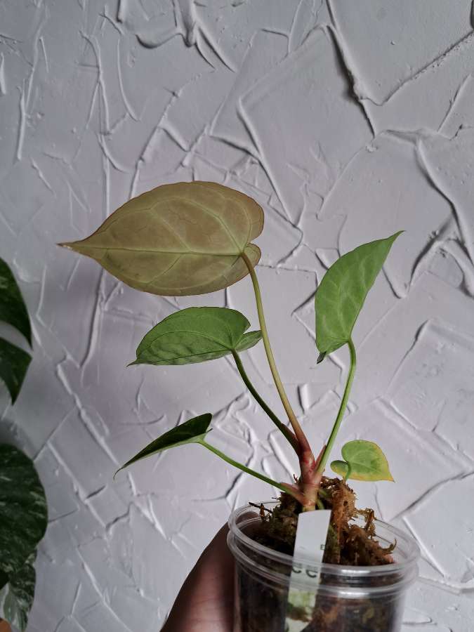 Anthurium dressleri x 3