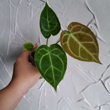 Anthurium dressleri x