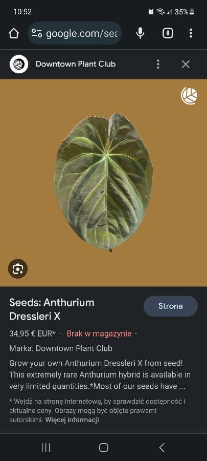 Anthurium dressleri x 2