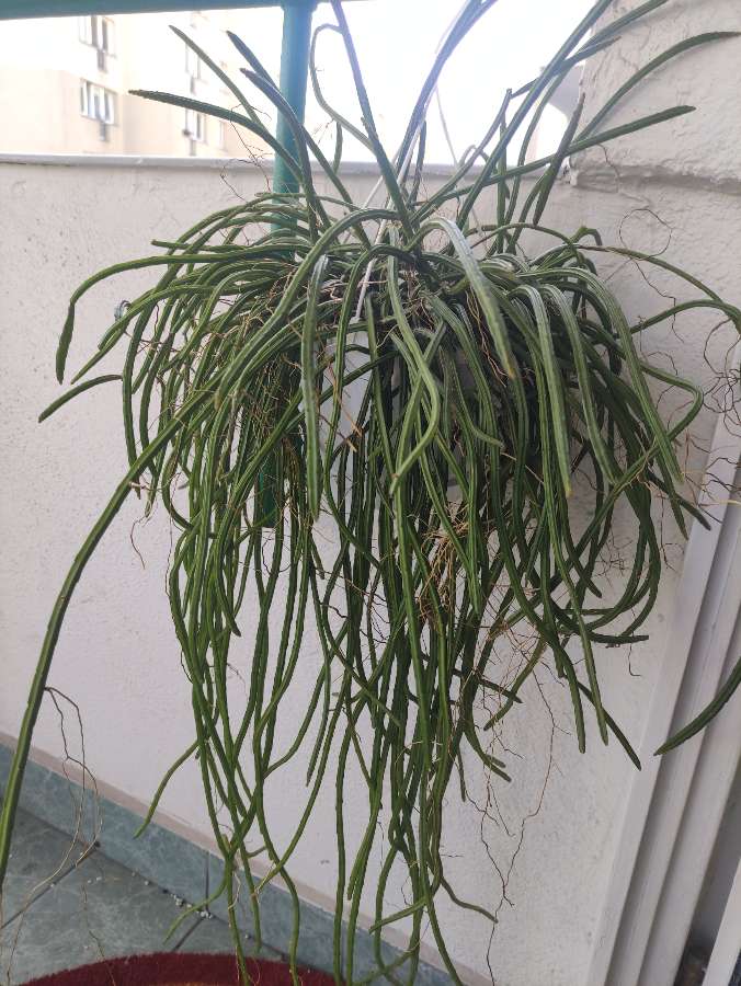 Rhipsalis wercklei 2